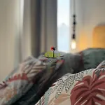 Urban كوراليهو